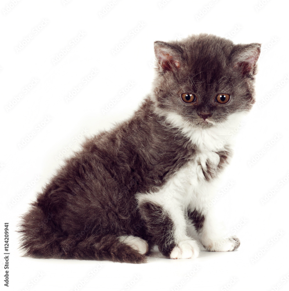 kitten Selkirk Rex on white background gray-white color