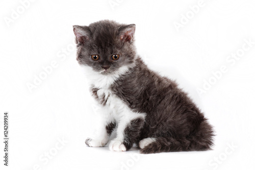 kitten Selkirk Rex on white background gray-white color
