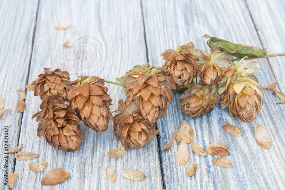 Brown hop cones on the light wooden background Brown hop cones on the light wooden background