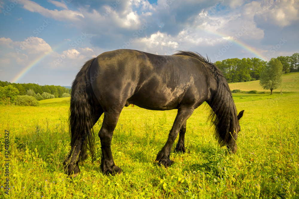 horse grazing in the meadow, in the background storm clouds and colorful rainbow
horse grazing in the meadow, in the background storm clouds and colorful rainbow
