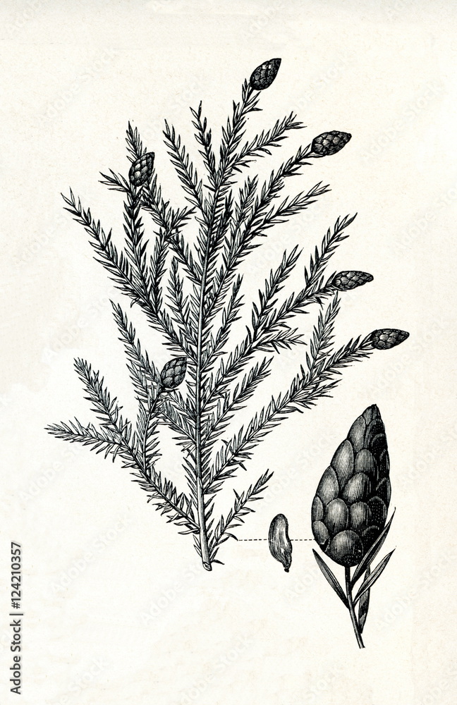 Canadian hemlock (Tsuga canadensis) (from Meyers Lexikon, 1895, 7/378/379)
