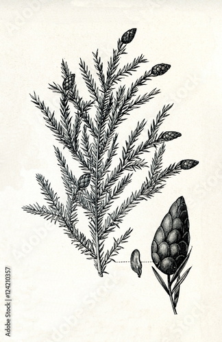 Canadian hemlock (Tsuga canadensis) (from Meyers Lexikon, 1895, 7/378/379)