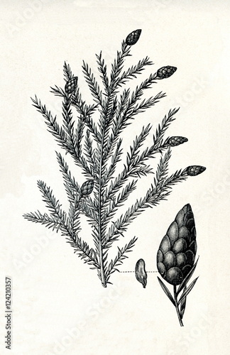 Obraz na płótnie Canadian hemlock (Tsuga canadensis) (from Meyers Lexikon, 1895, 7/378/379) w salonie