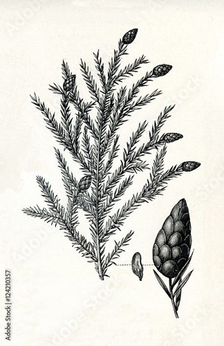 Canadian hemlock (Tsuga canadensis) (from Meyers Lexikon, 1895, 7/378/379) photo