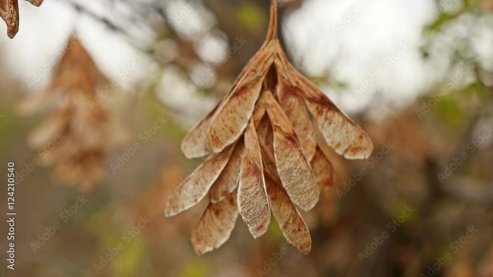 maple dry leaves helicopter branch tree nature autumn