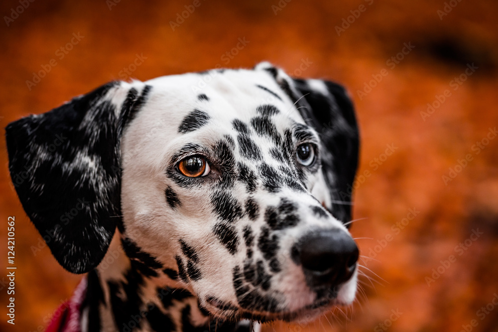 Portrait Nahaufnahme von einem Dalmatiner Hund