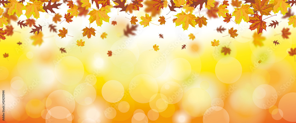 Autumn Foliage Fall Sunlights Header