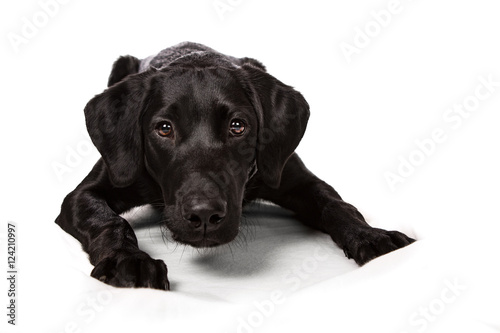 Schwarzer Labrador Retriever Welpe liegend vor weißem Hintergrund 