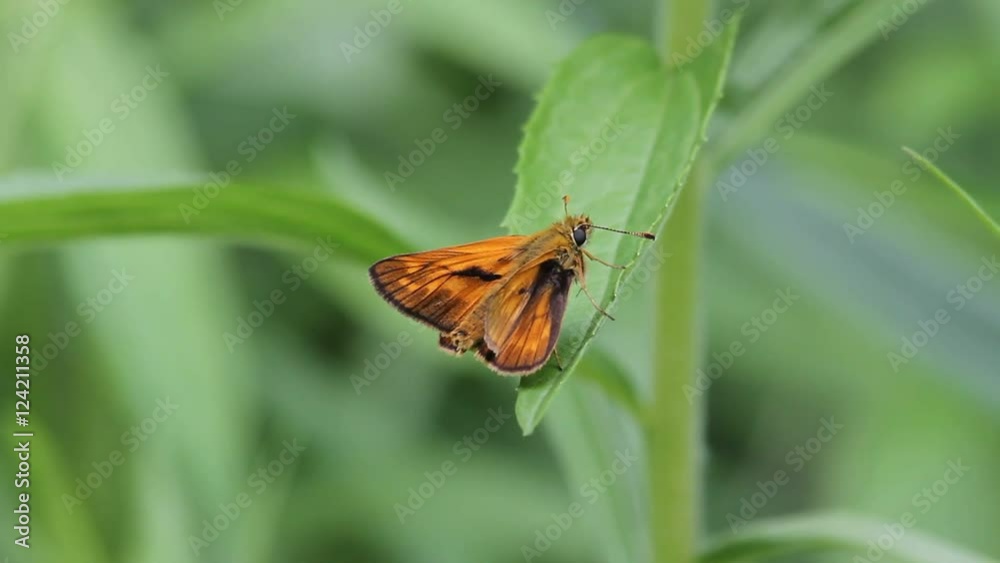 Small skipper (Thymelicus sylvestris) on a leaf Small skipper (Thymelicus sylvestris) on a leaf