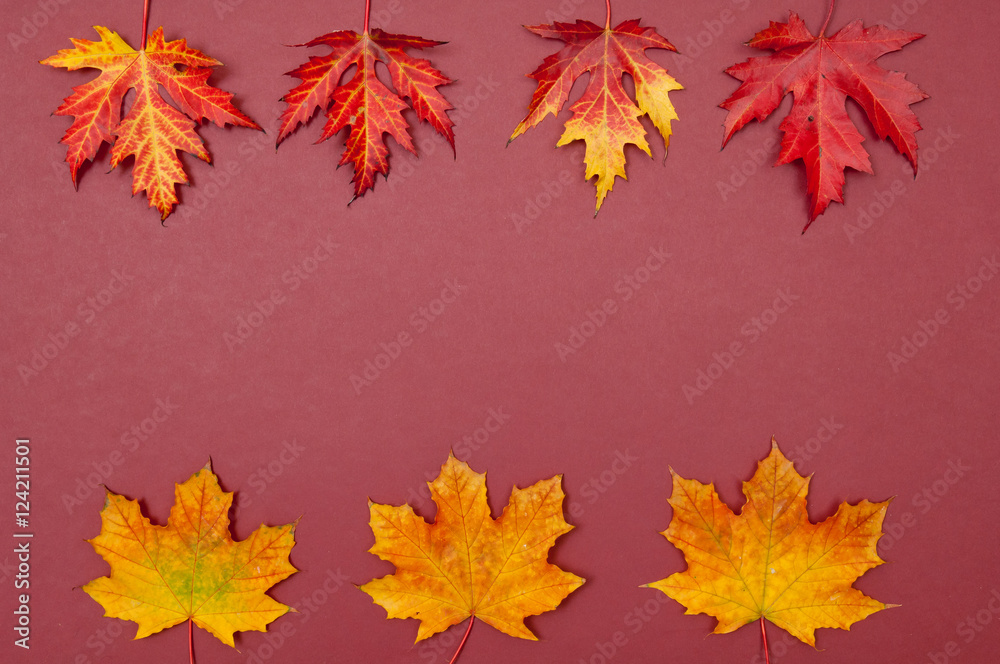 Autumn colorful fallen maple leaves in rows on claret background Autumn colorful fallen maple leaves in rows on claret background
