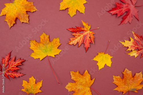 Autumn colorful fallen maple leaves on claret background