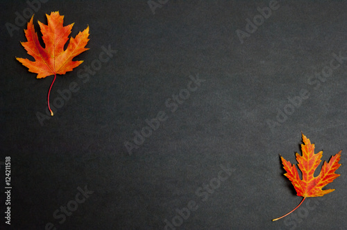 Autumn colorful fallen maple leaves on dark grey background