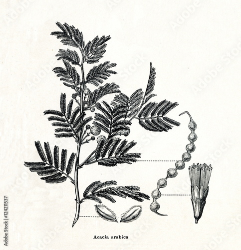 Gum arabic tree (Vachellia nilotica) (from Meyers Lexikon, 1895, 7/378/379) photo
