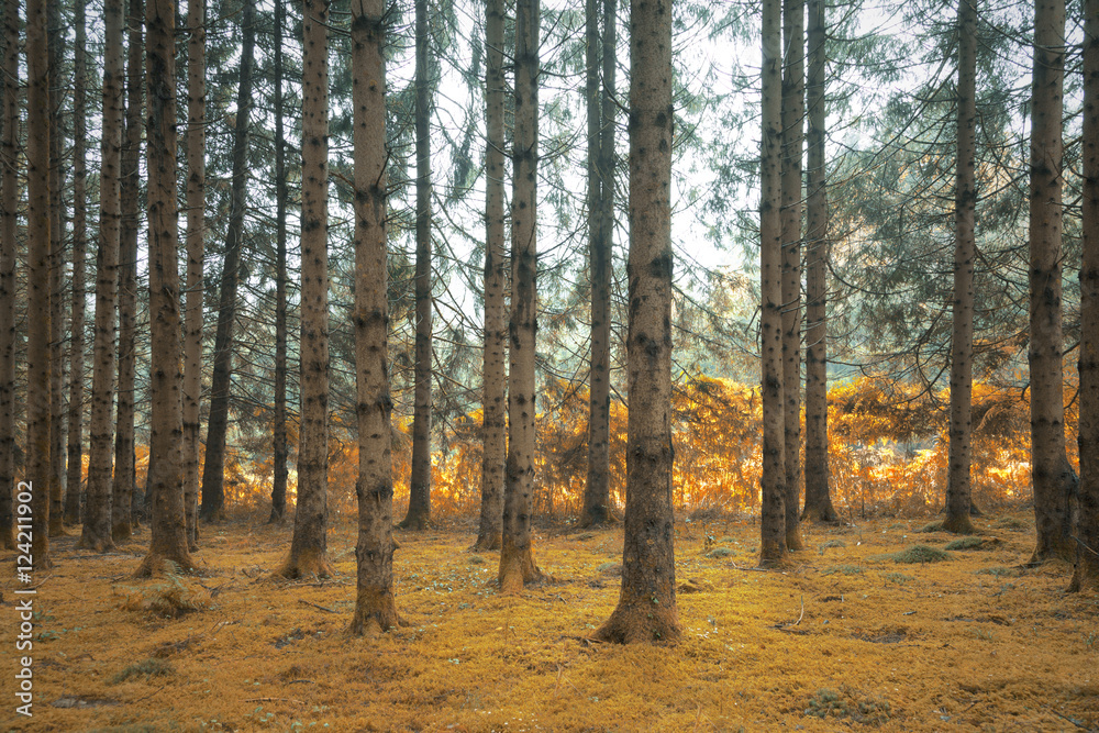Orange moss floor in the conifer forest Orange moss floor in the conifer forest