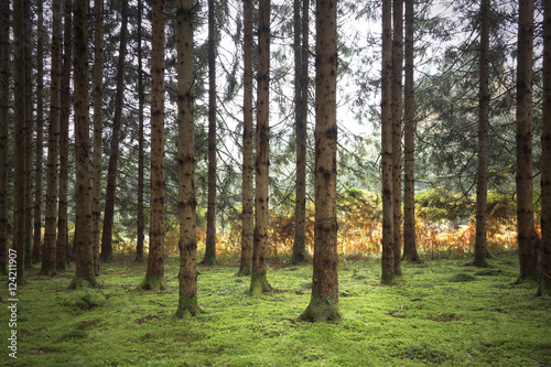 Fototapeta Naklejka Na Ścianę i Meble -  Lovely green moos in the coniferous forest