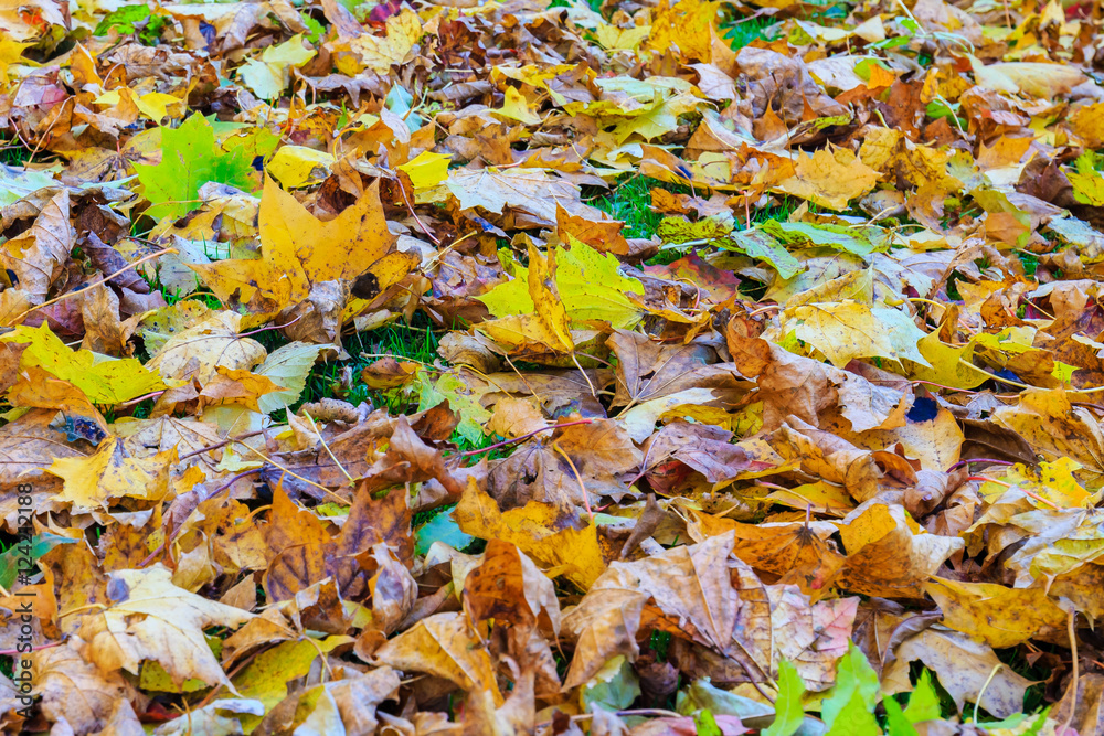 Tree leaves on the ground in autumn