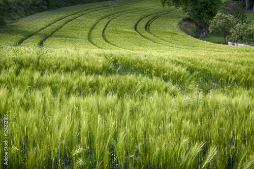 Kornfeld im Sommer photo