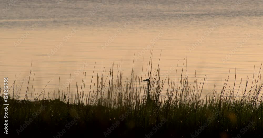 Heron standing in the Everglades