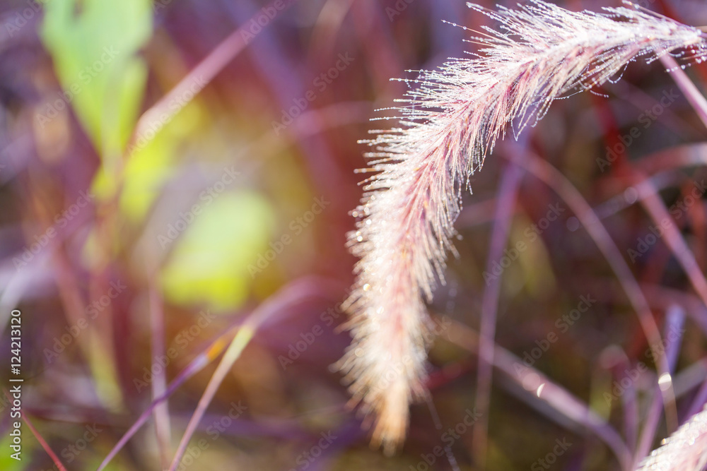Prairie grass pollen everywhere. Copy space Prairie grass pollen everywhere. Copy space
