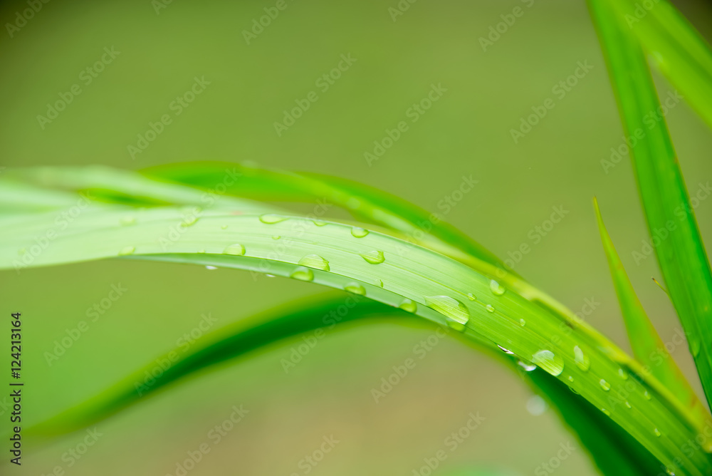 Water droplets on leaves Water droplets on leaves