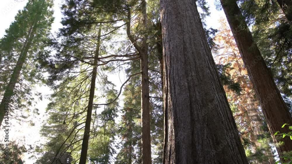 Sequoia Forest 30 Sequoia Forest 30