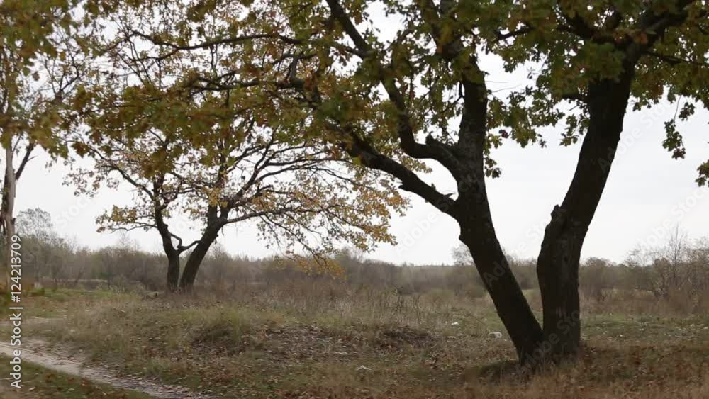 oak grove on a riverbank, fall of the leaves . oak grove on a riverbank, fall of the leaves .