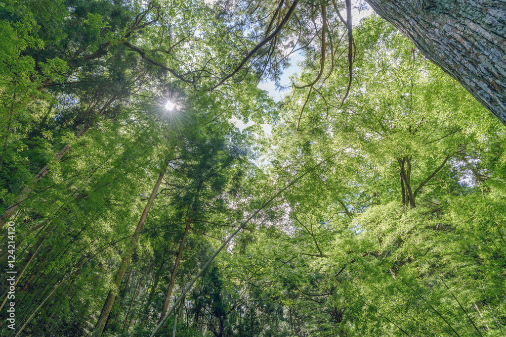 Obraz premium 森の木漏れ日