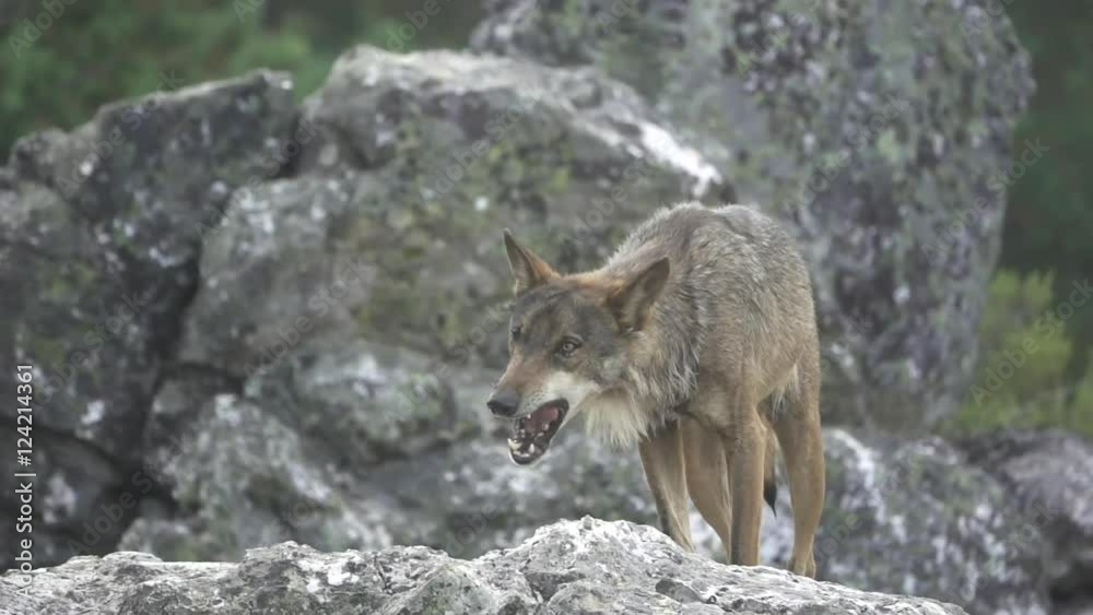 Slow motion of entire wolf eating over rocks Slow motion of entire wolf eating over rocks