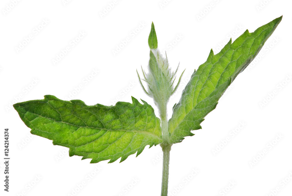 Fototapeta premium young dark green mint branch on white