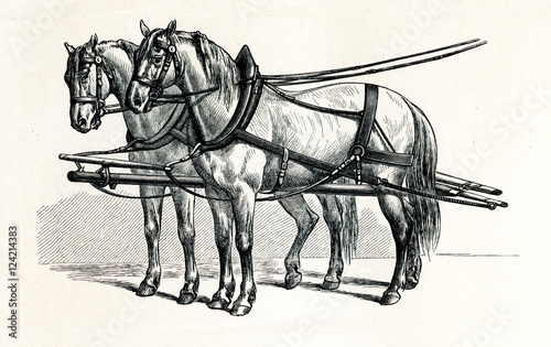 Fototapeta Naklejka Na Ścianę i Meble -  Horse harnessing (Rationelles Arbeitsgeschirr) (from Meyers Lexikon, 1895, 7/432/433)