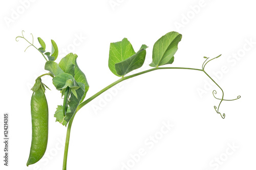 Fotografie, Obraz isolated green pea on stem
