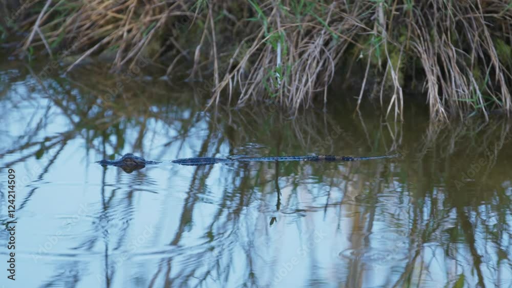 Tracking shot of small alligator swimming in swamp water Tracking shot of small alligator swimming in swamp water