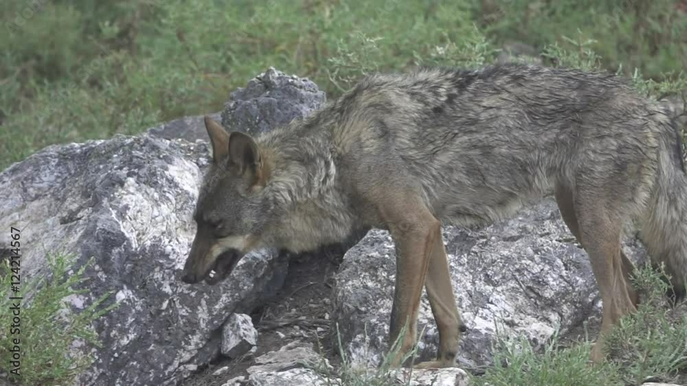 Slow motion of wolf eating over rocks, entire body Slow motion of wolf eating over rocks, entire body