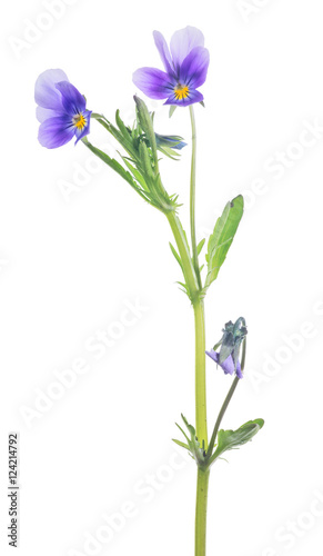 Fotografie two pansy lilac blooms wit bud on stem