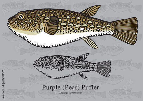 Purple (Pear) Puffer. Vector illustration for artwork in small sizes. Suitable for graphic and packaging design, educational examples, web, etc