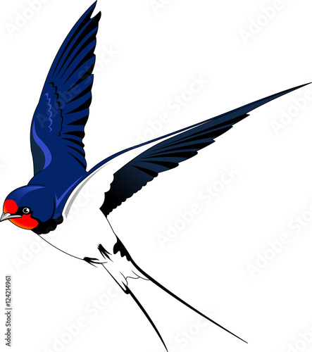 swallow