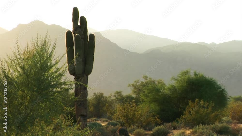 Cacti slow zoom, Cactus in the desert.