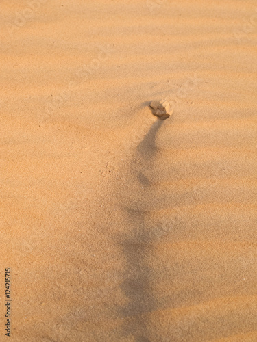 Tiny stone in a wind washed dune