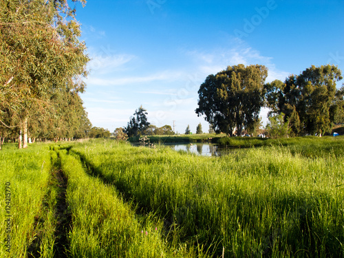 Beautiful small pond surrounded by green grass and trees with clear blue sky