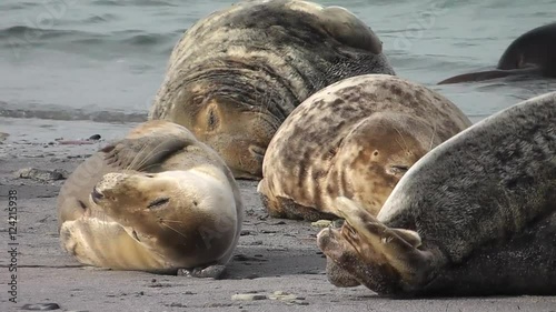 Kegelrobben geniessen den Strand von Helgoland, halichoerus grypus photo