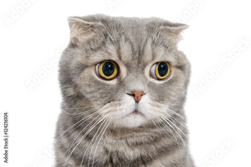 Portrait of breed Scottish fold cat close-up..