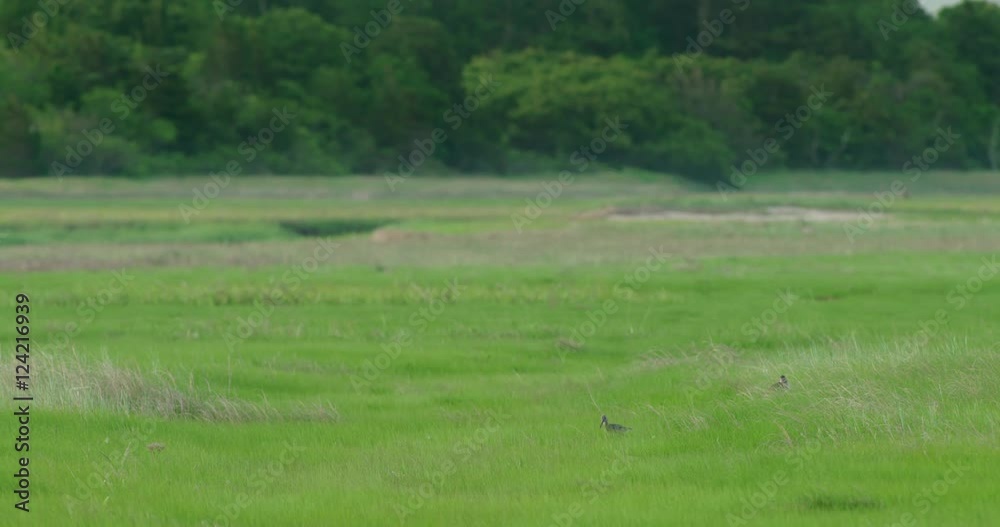 Wide shot of pipers in grassy field Wide shot of pipers in grassy field