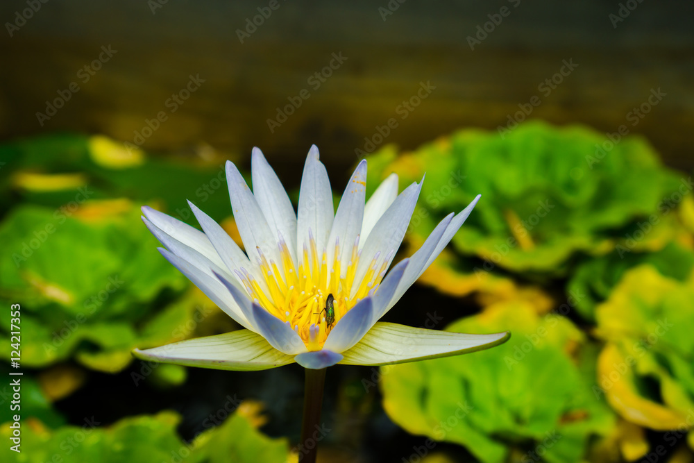 Close up small blooming white lotus in the pond with aphid on carpel