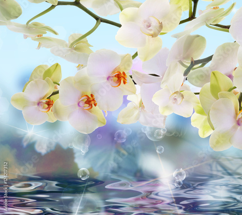 Fototapeta Naklejka Na Ścianę i Meble -  Nature poster