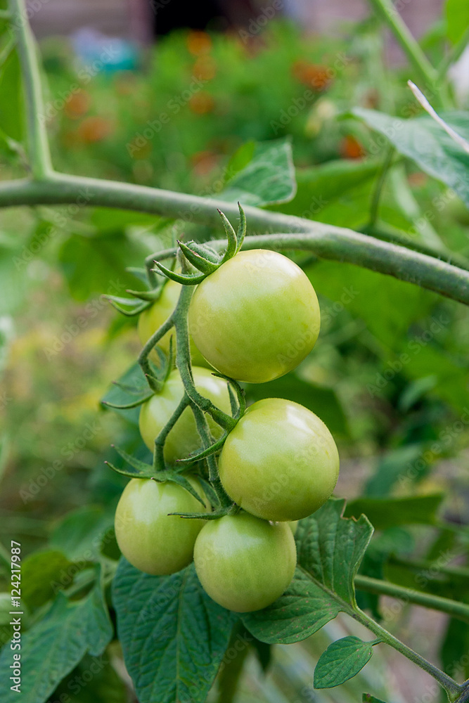Branch of green unripe cherry tomatoes outdoors. Organic cherry