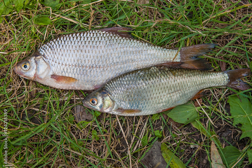 Several common roach fish on green grass. Catching freshwater fi Several common roach fish on green grass. Catching freshwater fi