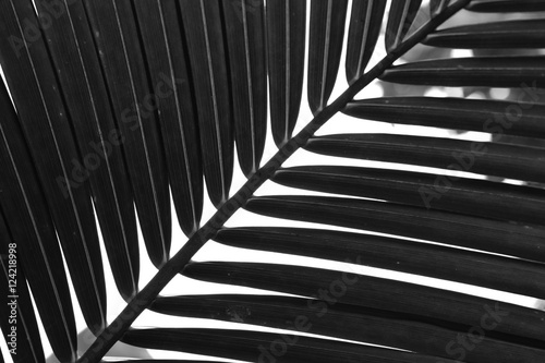Black and white close up view of beautiful green palm leaf on na