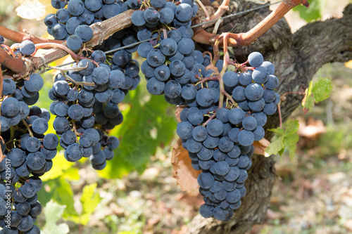 Single bunch of Shiraz grapes on vine photo