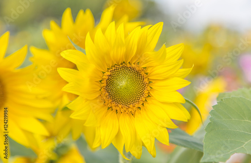 The blooming is a sunflower