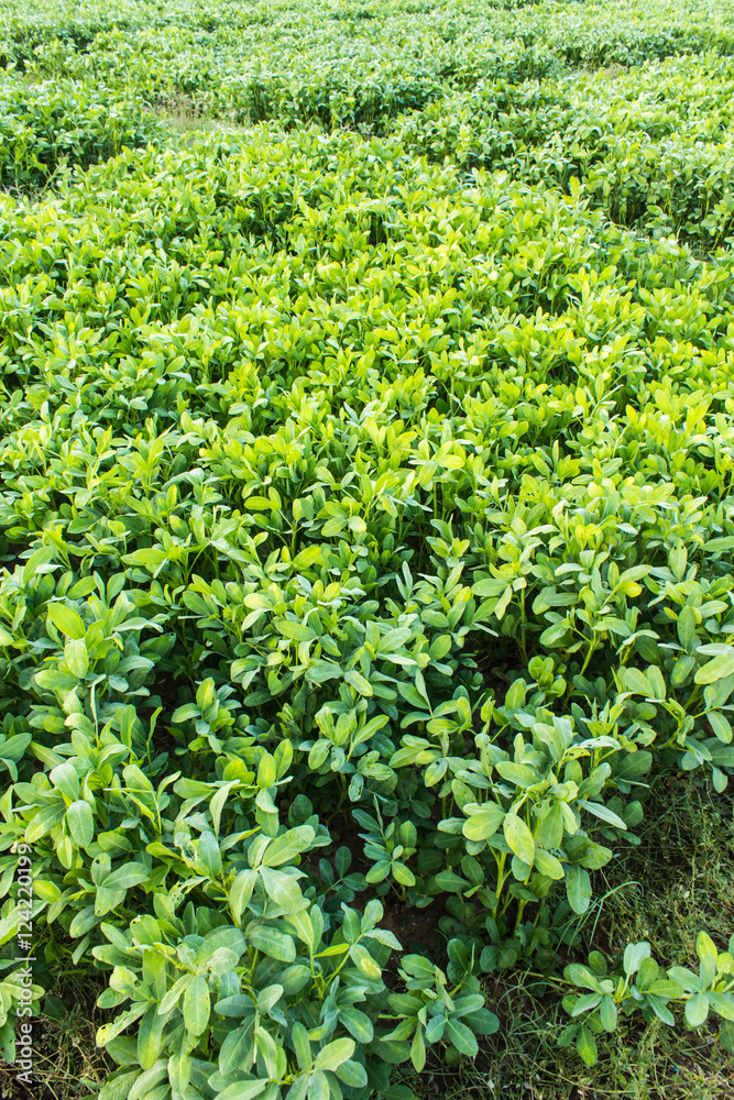 bean plant bean plant